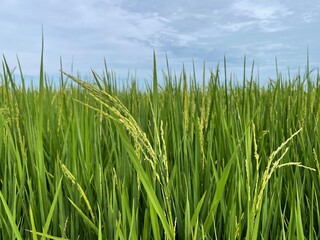 Close-up of wheat growing on paddy field against sky. Photo taken in Sekinchan, Malaysia.