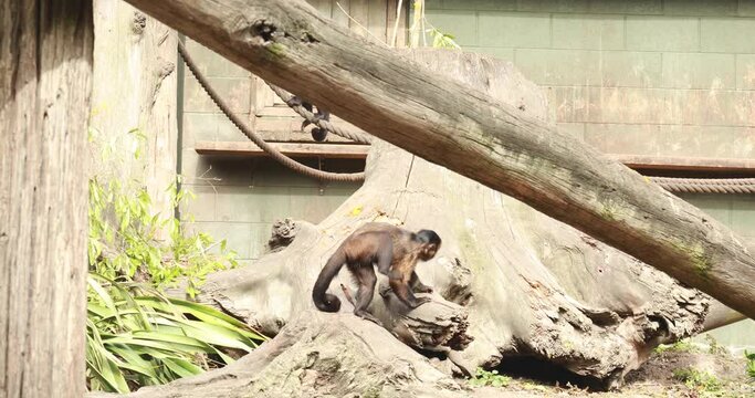 A capuchin monkey climbs branches in a nature reserve. Monkeys, wild animals