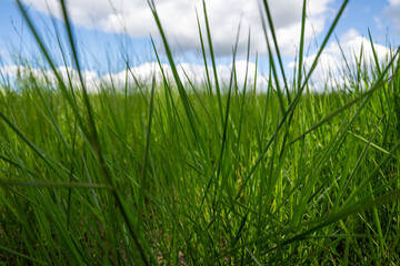 green grass against blue sky clouds, macro closeup close detail, lush spiky pasture field meadow,...