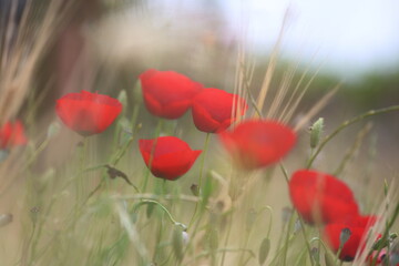 Obraz premium red poppies in the field 