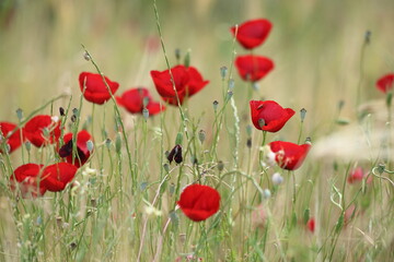 Fototapeta premium red poppies in the field 