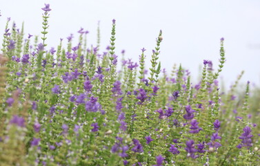 Fototapeta premium blooms of painted sage (Salvia viridis)