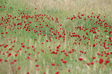 field of red poppies in spring