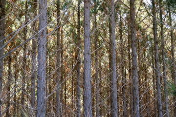 pine tree plantation forest, tall timber forestry, industry growth economy renewable sustainable,...