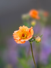 Closeup of a single flower of Geum 'Totally Tangerine' in a garden in Spring