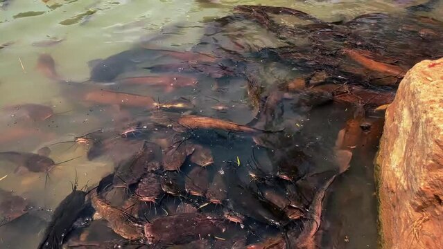 A huge flock of catfish feeding in a pond. Large catfish fish underwater