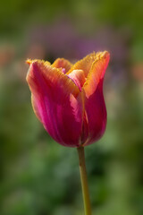 Closeup of flowers of Tulipa 'Louvre Orange' in a garden in Spring