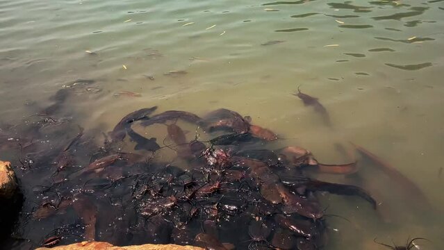 A flock of catfish in clear water, a large concentration, feeding. Huge fish snakes. Fish farm, national park.