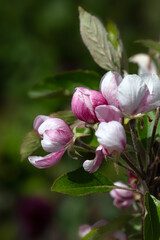 Fototapeta premium Closeup of flowers of Apple Malus domestica 'Red Falstaff' in a garden in Spring