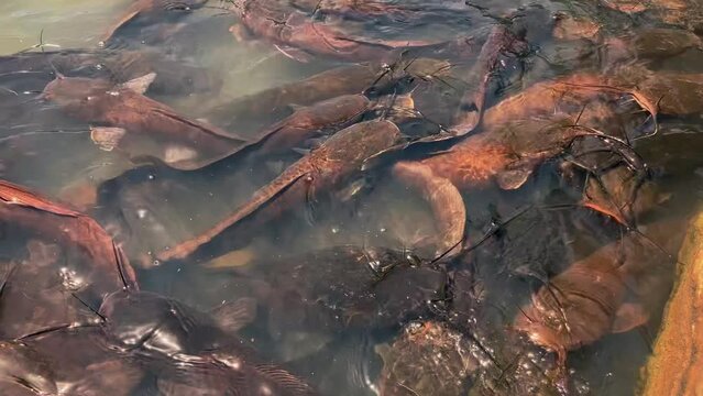 A flock of catfish in clear water, a large concentration, feeding. Huge fish snakes. Fish farm, national park.