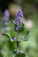 Closeup of a single flower spike of Catmint Nepeta grandiflora 'Summer Magic' in a garden in Spring