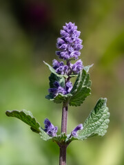 Closeup of a single flower spike of Catmint Nepeta grandiflora 'Summer Magic' in a garden in Spring