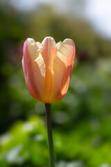 Closeup of a single flower of Tulipa 'Dordogne' in a garden in Spring 