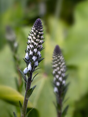 Closeup of flower buds of gentian speedwell (Veronica gentianoides) in a garden in Spring - obrazy, fototapety, plakaty