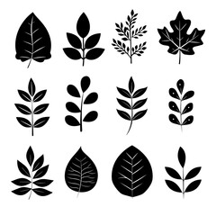 Black and white pressed leaves showcasing the intricate veining patterns