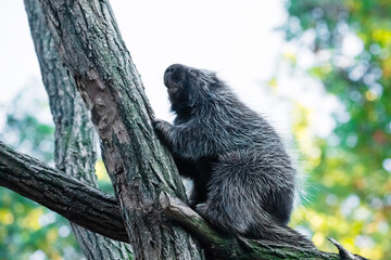 Erethizontidae, north american porcupine, climbing over tree