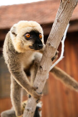 Obraz premium Common brown lemur (Eulemur fulvus) with orange eyes.