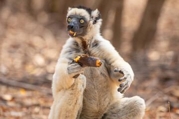 Sifaka lemur (Propithecus verreauxi), Madagascar nature