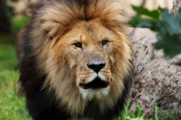 close up of the head of a Male African Lion (Panthera leo leo)  flowers isolated on a natural green background