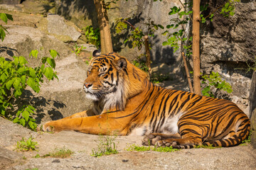 critically endangered Sumatran tiger