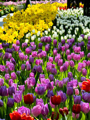 The lipstick-shaped flowers are blooming in various colors, and the scene is filled with mesmerizing flowers