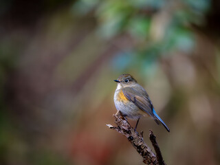 森の中で枯れ木に留まっているルリビタキの雄