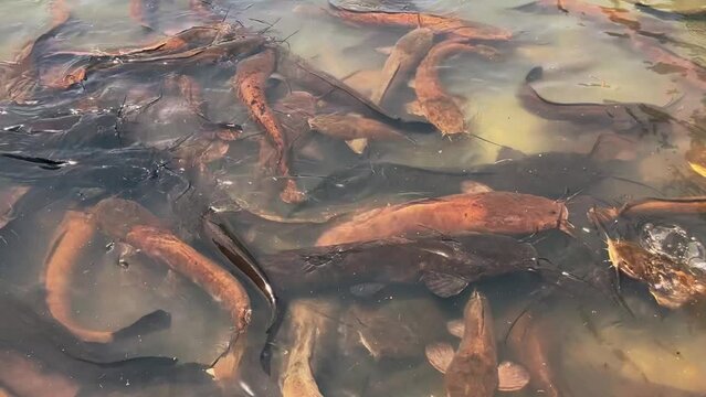 A huge flock of catfish feeding in a pond. Large catfish fish underwater