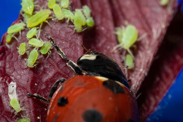 macro 5x image ladybug destroying eats green aphids close up © Elena