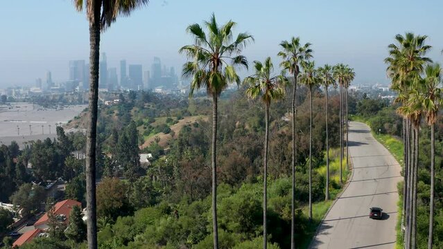 Scenic establish shot of palm tree lined street in Los Angeles park, car on road
