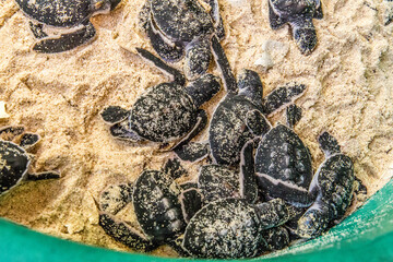 newborn cubs of sea turtle