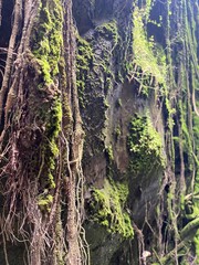 Fototapeta premium photo of forest and waterfall view