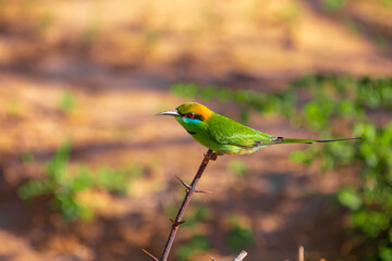 blue-cheeked bee-eater (Merops persicus)