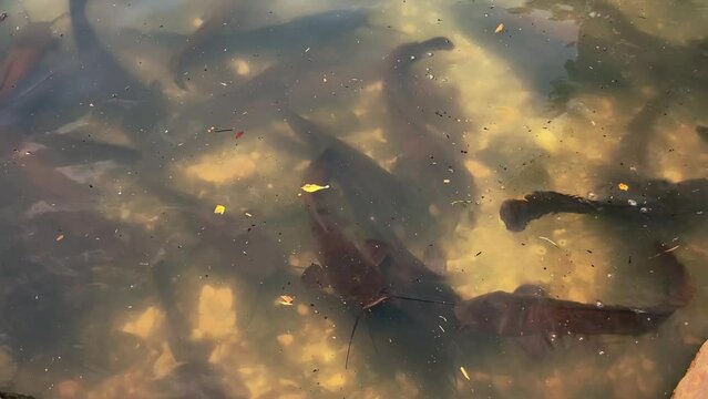 A huge flock of catfish feeding in a pond. Large catfish fish underwater