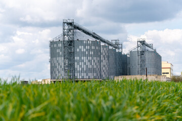 Granary elevator, silver silos on agro manufacturing plant for processing drying cleaning and storage of agricultural products, flour, cereals and grain. A field of green wheat.