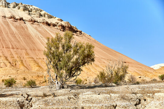 scenic view of haloxylon tree Altyn Emel National Park, Kazakhstan
