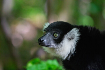 Fototapeta premium Black and white Ruffed Lemur closeup