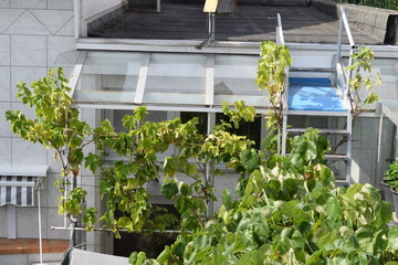 vine growing up a roof