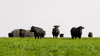 Black bulls emerging from the horizon in the meadow, Salamanca livestock