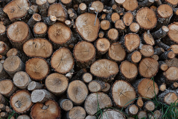 tree trunks as a background with texture and circles