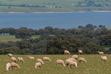 flock of sheep grazing on green meadow