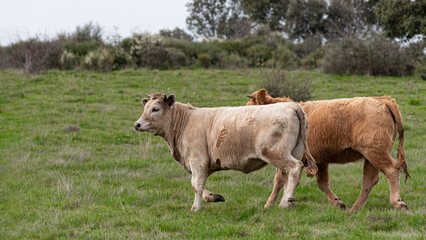 young cows running through the green meadow
