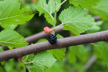 Selective focus.Morus alba, known as white mulberry, common mulberry and silkworm mulberry, is a fast-growing, small to medium-sized mulberry tree which grows to 10–20 m tall. 