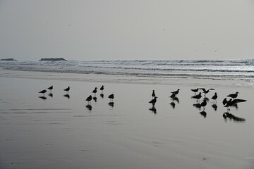 Seagull squabble and waves of Atlantic Ocean in African AGADIR city in Morocco