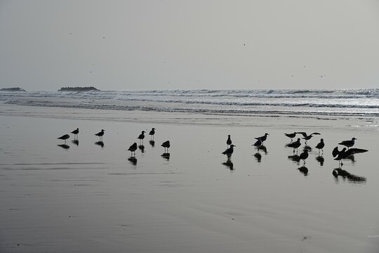 Seagull squabble and waves of Atlantic Ocean in African AGADIR city in Morocco