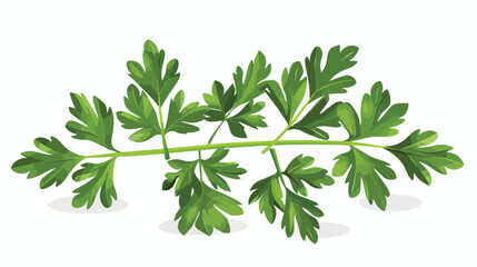 Fresh aromatic parsley on white background Vector style