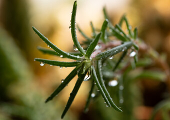 Macro of droplets on a plant and reflections of them for purpose of web and design use