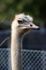 close up of the head of a Red-necked ostrich (Struthio camelus camelus)  with a natural green background