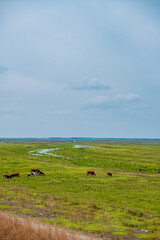 Windmill in the woods and lawn of Duerbot Mongolian Autonomous County, Daqing City, Heilongjiang Province