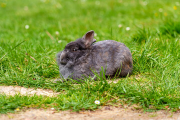 Sleepy pet rabbit with gray fur on a green grass meadow close up