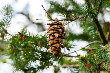 Green Douglas fir branch with Oregon pine cone. Coniferous tree in wild forest. Pseudotsuga...
